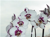 1b4421e4-20150115 PHAL DALM.jpg